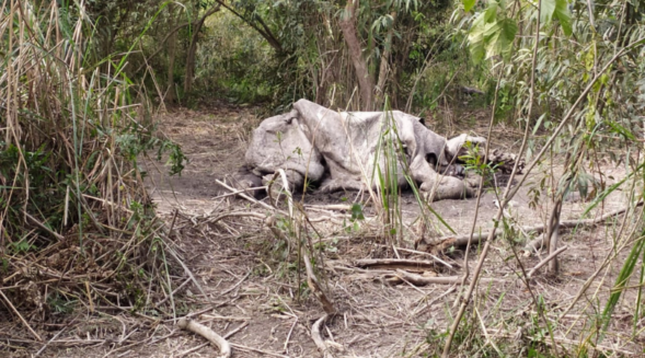 Assam reports first case of rhino poaching in Kaziranga in 2022
