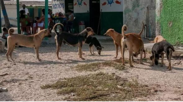 Now, mobile app for strays-related issues in Guwahati