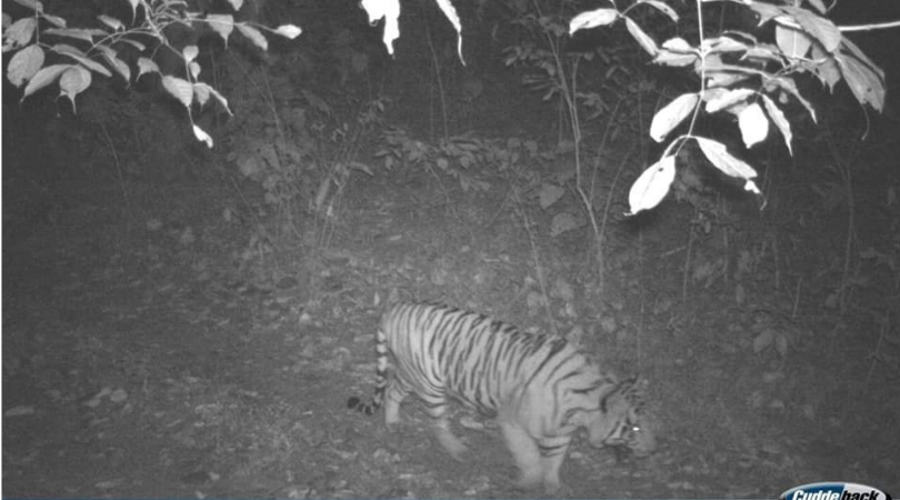 Royal Bengal Tiger spotted at Raimona National Park; forest officials hope  to see more wild cats
