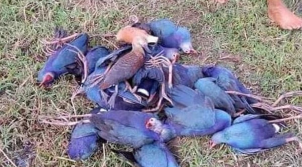 Wildlife officials probing deaths of over 500 migratory birds in Tripura