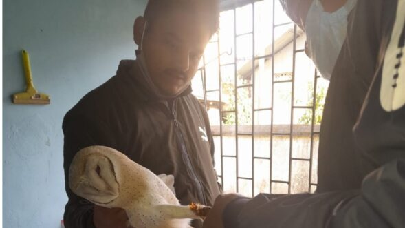 Two youths from Assam’s Dhemaji save injured barn owl