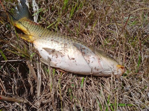 Dead fishes found floating in West Khasi Hills’ Risiang river