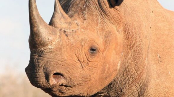 Two held for smuggling rhino horn in Assam’s Karbi Anglong