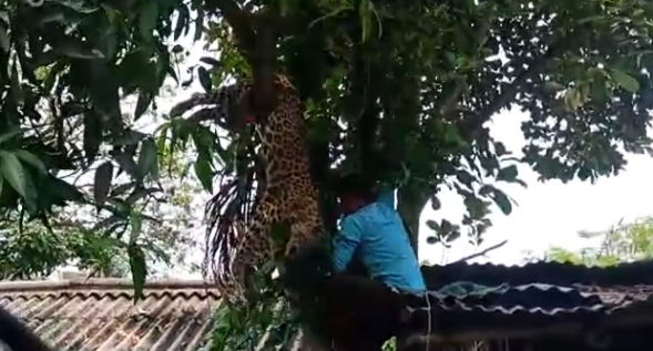 Leopard rescued by forest dept after attacking woman in Guwahati’s Maligaon