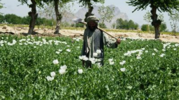 Taliban supreme leader bans cultivation of poppy, opium trade in country