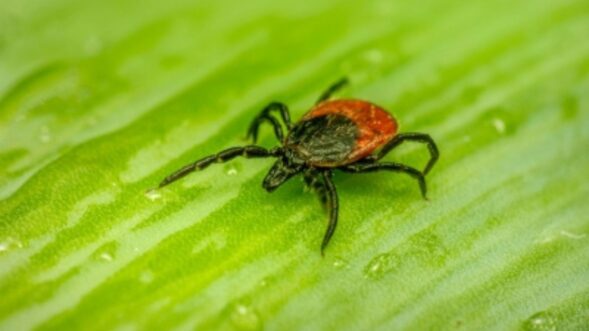40 cases of human tick-borne diseases reported in Mongolia