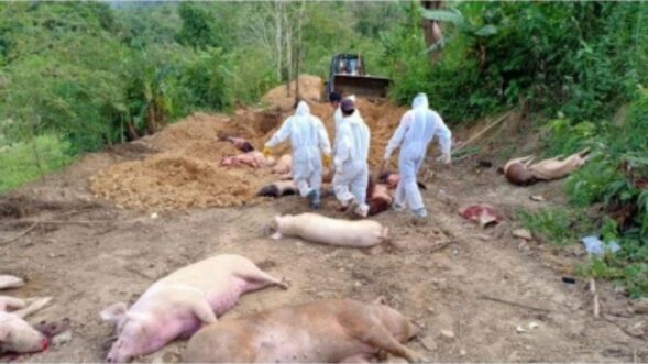 African Swine Fever Outbreak: Meghalaya, Mizoram, Tripura, impose curbs