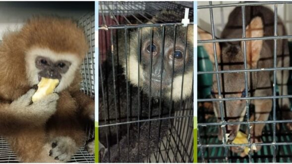 Five exotic monkeys, wallaby rescued from Assam’s Kamrup district