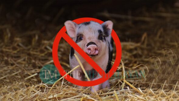 Complete ban on import of pigs and pork products in Mizoram