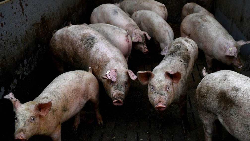 African swine flu cases reported from govt-run farm Tripura