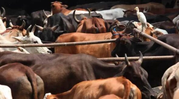 Profit from cattle smuggling being used to fund Meghalaya insurgent groups: Assam Police
