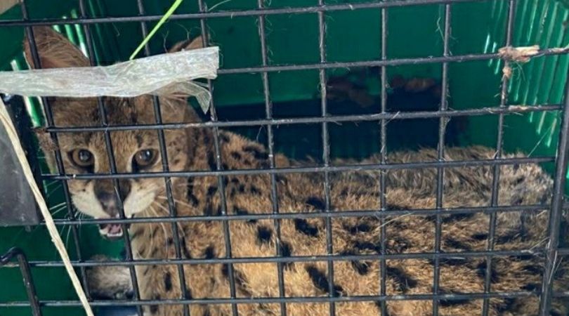 Huge haul of smuggled exotic animals seized in Mizoram