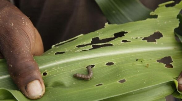 Mizoram districts under attack from Fall Armyworm