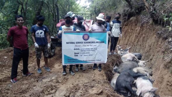 ASF second wave claims 2,572 pigs in Mizoram