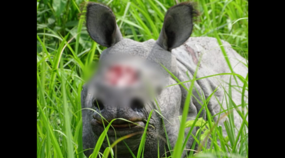 Rhino poachers adopting novel techniques in Orang National Park