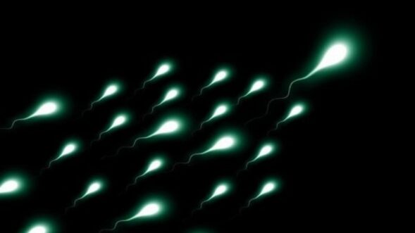 New measure of sperm age may predict pregnancy success