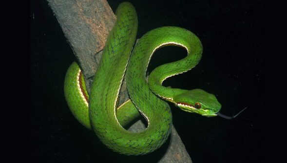 New pit viper species found in Meghalaya; named after Army officer’s mother