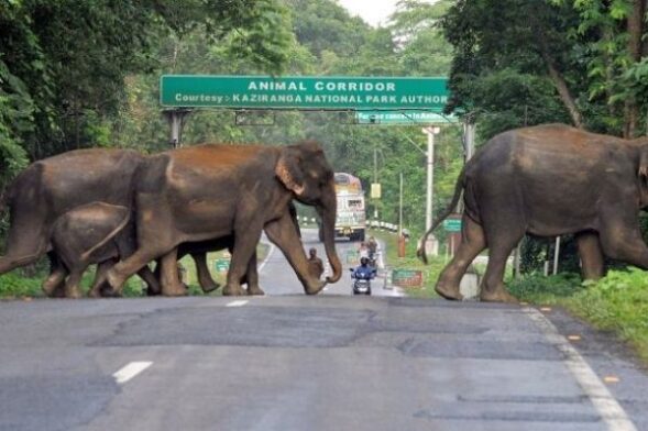 Over speeding vehicle to pay Rs 5K as fine in Kaziranga National Park
