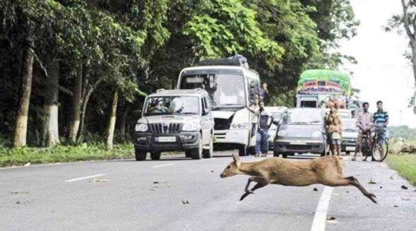 4 wild animals killed by speeding vehicles in Kaziranga despite advisory