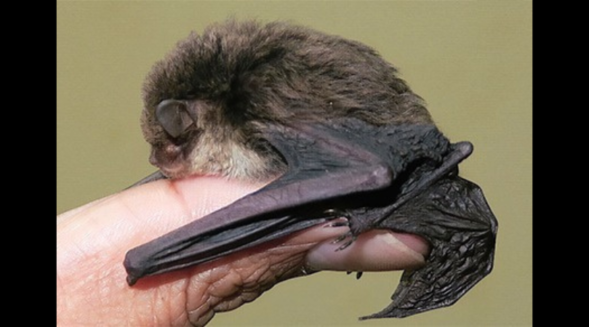 Scientists discover new bat species in Meghalaya