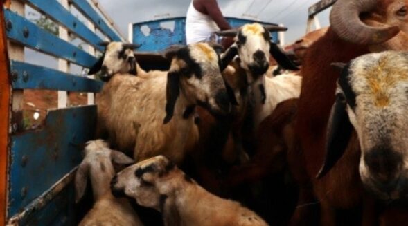 Animal slaughter on Bakrid permissible: Gauhati High Court