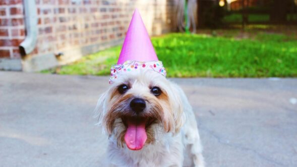 Ways to celebrate a dog’s birthday