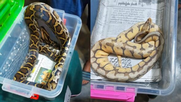 2 Burmese pythons seized by Assam Rifles in Mizoram