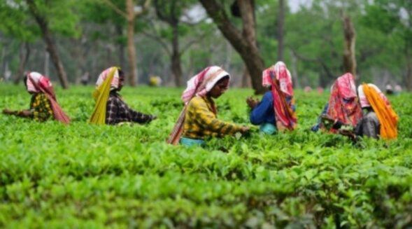 Floods affected tea production in NE, north Bengal, claims TAI