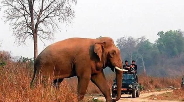 12 people died in Meghalaya in man-elephant conflict in last three years