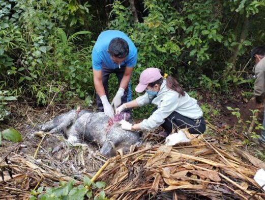 Three wild boars found dead in Mizoram; suspected to be African Swine Fever