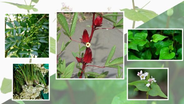 Five medicinal plants in Meghalaya