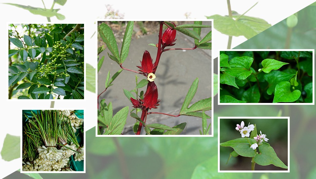 Five Inal Plants In Meghalaya
