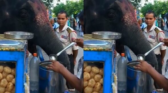 Video of elephant eating golgappa goes viral on social media