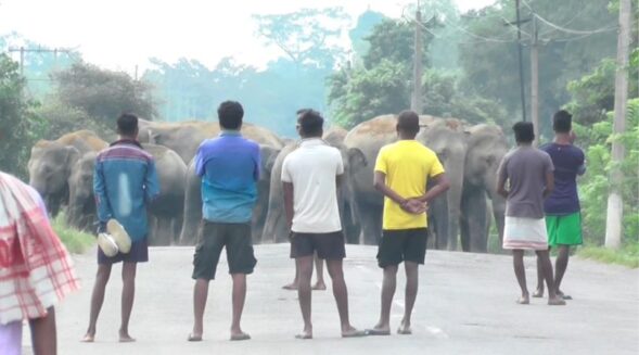 Man-animal conflict: Elephant herd blocks NH 39 in Numaligarh, Assam
