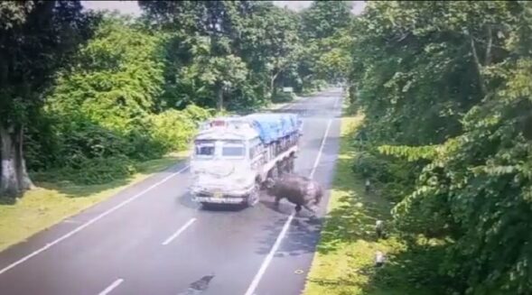 Kaziranga: Watch as goods-carrying truck rams into one-horned rhino