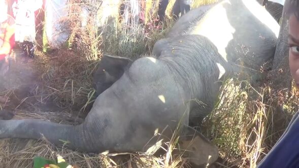 Female elephant electrocuted in Assam’s Golaghat