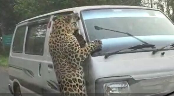 Leopard that attacked 13 people in Assam’s Jorhat, captured