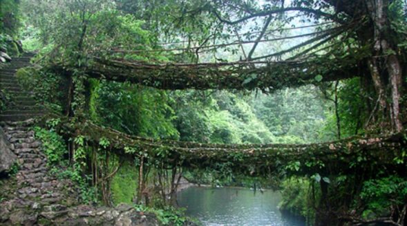 Living roots bridge, a symbol of unity: Metbah