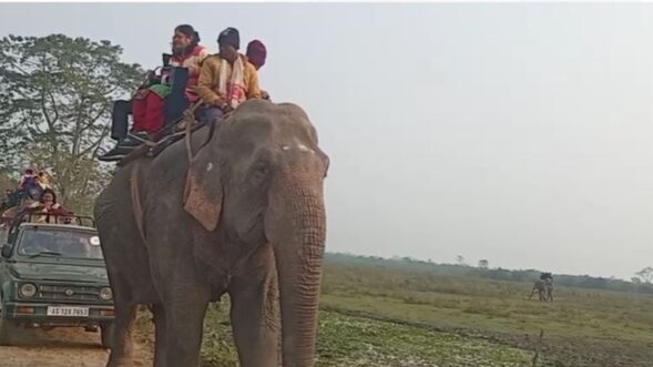 Four injured as elephants engage in tussle in Assam’s Kaziranga