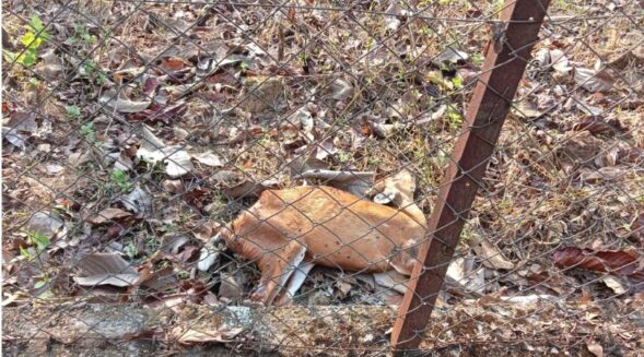 Pathetic condition of Tura Zoo, carcass of deer lies inside cage