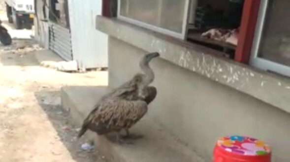 Migratory Himalayan vulture tries stealing meat from local stall in WJH