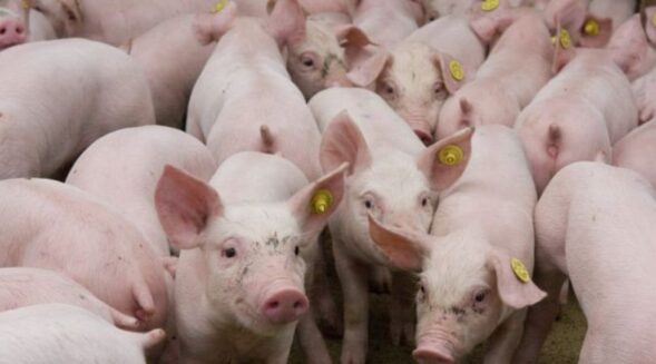 Govt declares Dalu, Asiragre in WGH as ‘epicenters’ of African Swine Fever