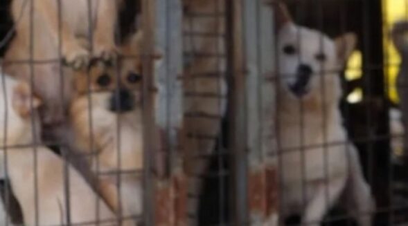 Bill outlawing dog meat proposed in S Korea