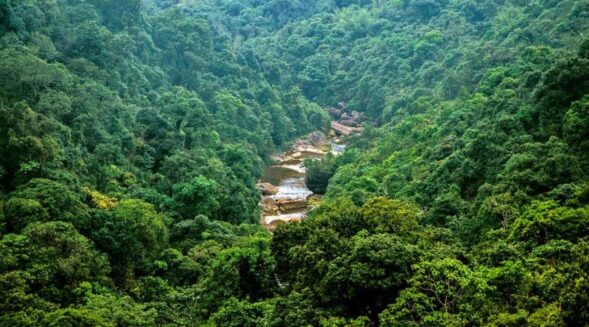 Earth Day: Forests of Meghalaya cry for help; who is listening?