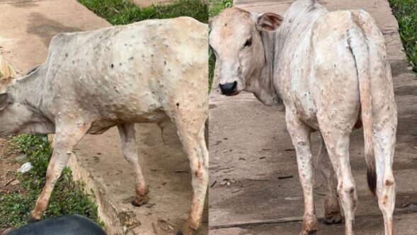 Ampareen seeks report from line departments into disease affecting cattle in state