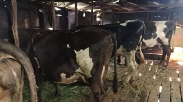 60 cattle infected with LSD in last one week: AL Hek
