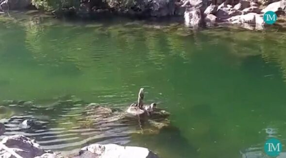 WATCH | First sighting of otters in Tura’s Ganol river