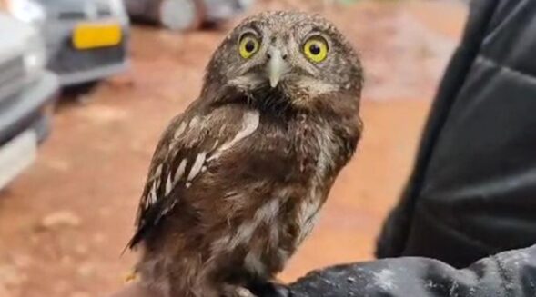 Shillong youth rescues baby owl, hands it over to Wildlife 