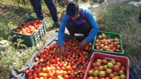 Tomato-nomics: Tomato price may come down soon