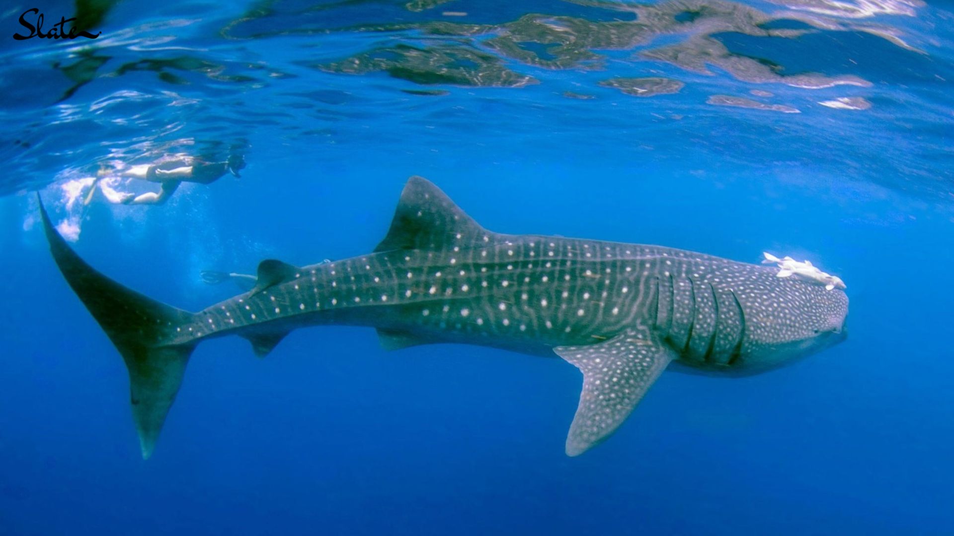 Whale Sharks: Guardians of the ocean under threat 